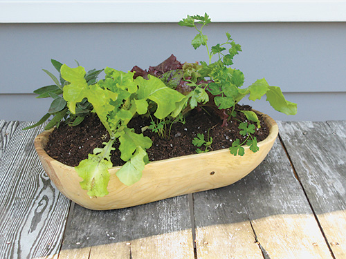 Dough bowl planter