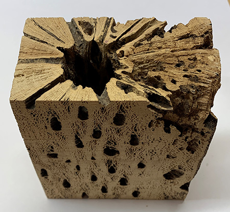 Wood with holes should be stabilized before adding casting agent