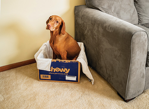 Dog sitting in cardboard box