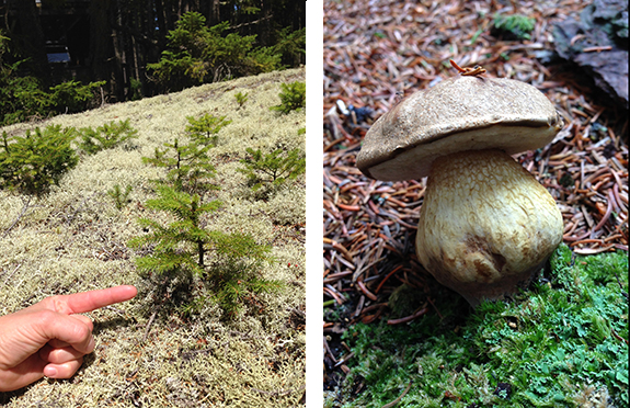 These awesome little trees were sprouting up - even on top of rocks.