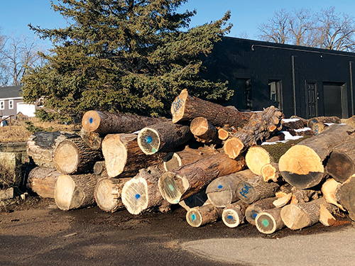 Boards Storm Trees logs set aside for cutting