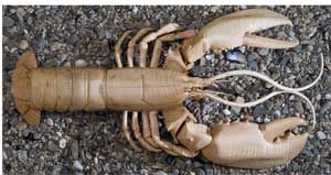 TWCarvedLobster