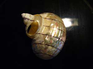 TWShellCarvingInProgress