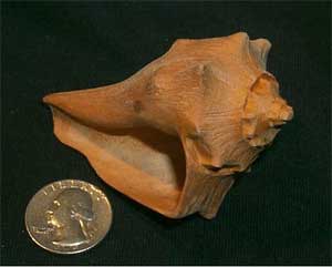 TWShellInScaleWithNickel