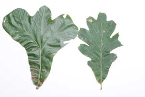 WJBlogT_Knight_2OakLeaves2 2 Oak Leaves