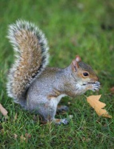 WJBlog_J_Takes_Squirrel