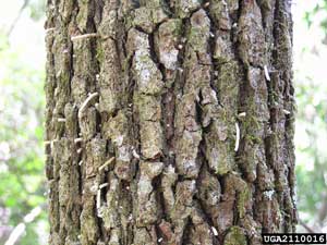 WJBlog_T.KnightAmbrosiaBeetleTree redbay ambrosia beetle tree damage