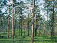 Longleaf Pine Forest