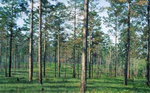 WJBlog_T_Knight_LongleafPine Longleaf Pine Forest