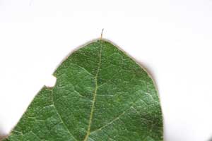 WJBlog_T_Knight_RedOakBristle Red Oak Bristle