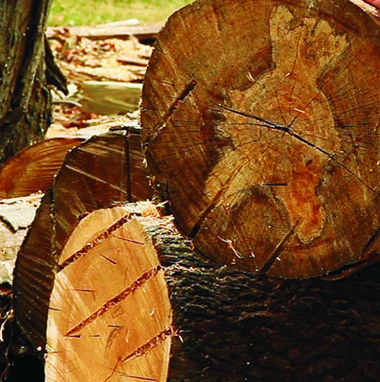 End Grain Checking: Because a log or a board loses water faster from the end grain than from the face, or plank, it’s normal to see grain checking at the exposed ends. The checking must be cut away.
