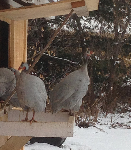 guinea-fowl-2