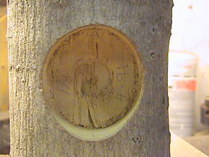 n342QAWoodMovement-2